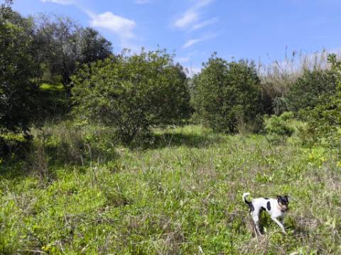 MORADIA T2 - COM TERRENO DE 3628 M2 - CONFRONTA COM RIBEIRO - EM RUÍNAS NO CURAL DA PEDRA - JUNTO AO RIBEIRO - TAVIRA - ALGARVE