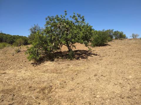 Terreno Rústico com 40000 m² com poço, Azinhal, Castro Marim