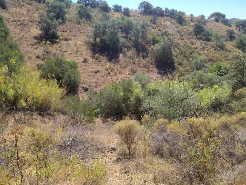 TERRENO RUSTICO COM 23000 M2 - COM POSSIBILIDADE DE CONSTRUÇÃO APOIO AGRICOLA AZINHAL CASTRO MARIM ALGARVE