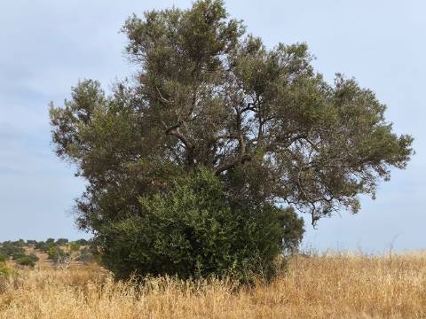 TERRENO MISTO COM 34680 M2 - AREA URBANA 680 M2 - NAS SALINAS - PLANO - CASTRO MARIM - ALGARVE