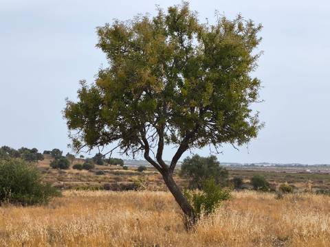 TERRENO MISTO COM 34680 M2 - AREA URBANA 680 M2 - NAS SALINAS - PLANO - CASTRO MARIM - ALGARVE