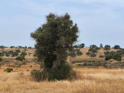TERRENO MISTO COM 34680 M2 - AREA URBANA 680 M2 - NAS SALINAS - PLANO - CASTRO MARIM - ALGARVE