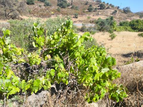 TERRENO COM 15360 M2 - COM ÁGUA E LUZ JA INSTALOS E A FUNCIONAR - FURO - TANQUE DE REGA - VEDAÇÃO - VINHA - VALE PEREIRO - MONTINHO - CASTRO MARIM - ALGARVE