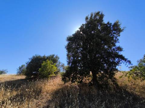 TERRENO COM 15360 M2 - COM ÁGUA E LUZ JA INSTALOS E A FUNCIONAR - FURO - TANQUE DE REGA - VEDAÇÃO - VINHA - VALE PEREIRO - MONTINHO - CASTRO MARIM - ALGARVE