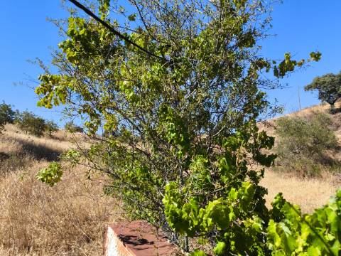 TERRENO COM 15360 M2 - COM ÁGUA E LUZ JA INSTALOS E A FUNCIONAR - FURO - TANQUE DE REGA - VEDAÇÃO - VINHA - VALE PEREIRO - MONTINHO - CASTRO MARIM - ALGARVE