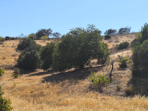 TERRENO COM 15360 M2 - COM ÁGUA E LUZ JA INSTALOS E A FUNCIONAR - FURO - TANQUE DE REGA - VEDAÇÃO - VINHA - VALE PEREIRO - MONTINHO - CASTRO MARIM - ALGARVE