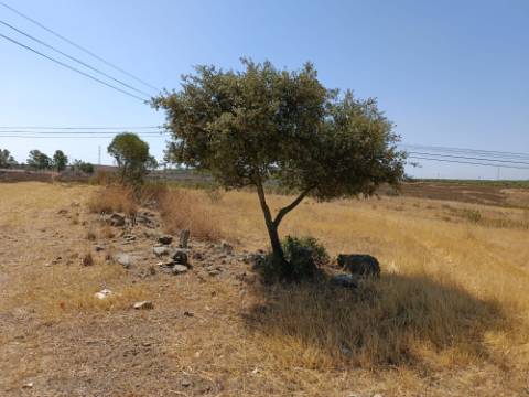 TERRENO COM 79.120 M2 - PARA CONSTRUÇÃO DE HABITAÇÃO E OU TURISMO - EMPREENDIMENTO - PEREIRO - ALCOUTIM - ALGARVE