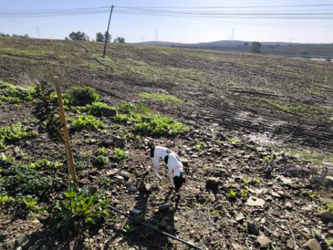TERRENO COM 79.120 M2 - PARA CONSTRUÇÃO DE HABITAÇÃO E OU TURISMO - EMPREENDIMENTO - PEREIRO - ALCOUTIM - ALGARVE
