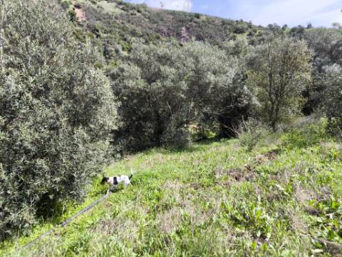 MORADIA T2 - COM TERRENO DE 3628 M2 - CONFRONTA COM RIBEIRO - EM RUÍNAS NO CURAL DA PEDRA - JUNTO AO RIBEIRO - TAVIRA - ALGARVE