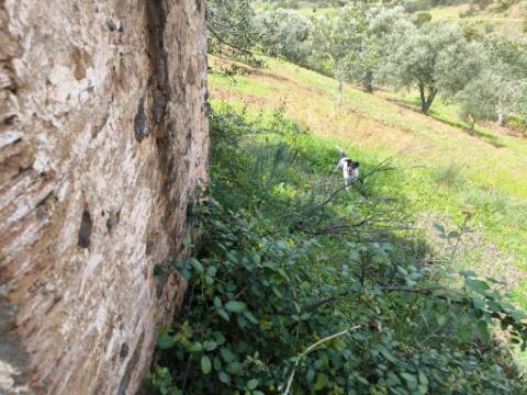 MORADIA T2 - COM TERRENO DE 3628 M2 - CONFRONTA COM RIBEIRO - EM RUÍNAS NO CURAL DA PEDRA - JUNTO AO RIBEIRO - TAVIRA - ALGARVE