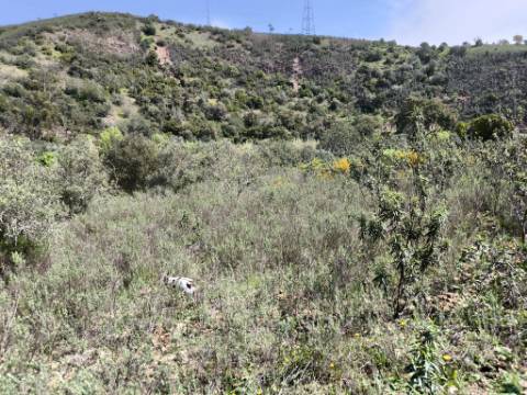 MORADIA T2 - COM TERRENO DE 3628 M2 - CONFRONTA COM RIBEIRO - EM RUÍNAS NO CURAL DA PEDRA - JUNTO AO RIBEIRO - TAVIRA - ALGARVE