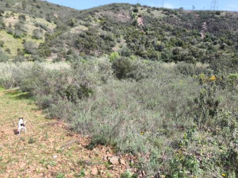 MORADIA T2 - COM TERRENO DE 3628 M2 - CONFRONTA COM RIBEIRO - EM RUÍNAS NO CURAL DA PEDRA - JUNTO AO RIBEIRO - TAVIRA - ALGARVE