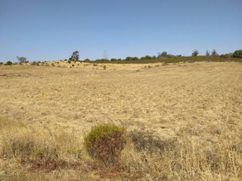 Terreno Rústico com 11.000 m² junto à Aldeia de Martim Longo - Excelente Oportunidade de Investimento