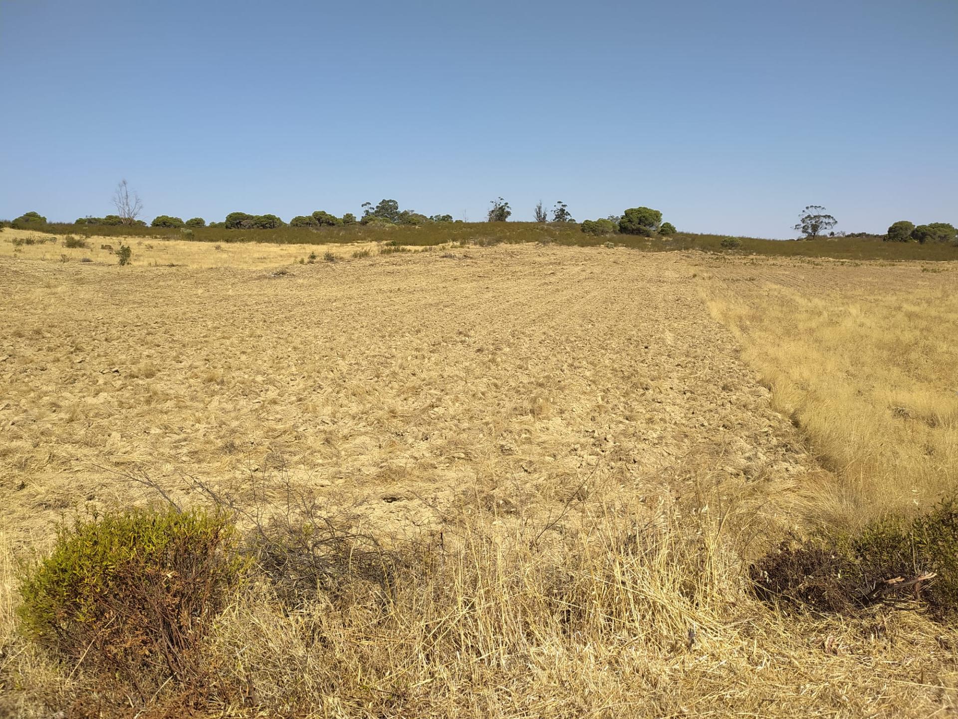 Terreno Rústico com 11.000 m² junto à Aldeia de Martim Longo - Excelente Oportunidade de Investimento