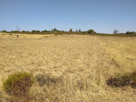 Terreno Rústico com 11.000 m² junto à Aldeia de Martim Longo - Excelente Oportunidade de Investimento