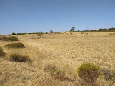 Terreno Rústico com 11.000 m² junto à Aldeia de Martim Longo - Excelente Oportunidade de Investimento