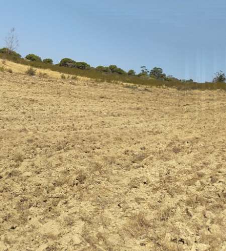 Terreno Rústico com 11.000 m² junto à Aldeia de Martim Longo - Excelente Oportunidade de Investimento