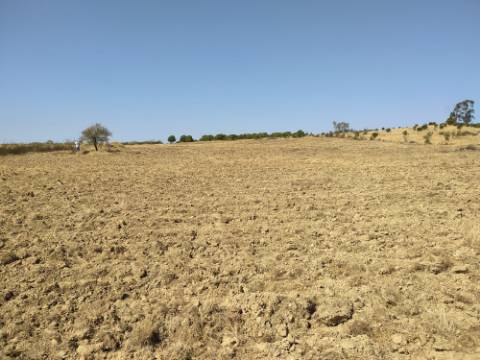 Terreno Rústico com 11.000 m² junto à Aldeia de Martim Longo - Excelente Oportunidade de Investimento