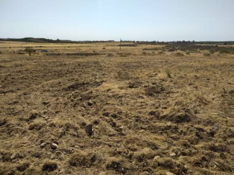 Terreno Rústico com 11.000 m² junto à Aldeia de Martim Longo - Excelente Oportunidade de Investimento
