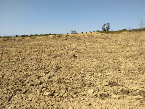 Terreno Rústico com 11.000 m² junto à Aldeia de Martim Longo - Excelente Oportunidade de Investimento
