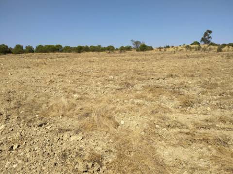 Terreno Rústico com 11.000 m² junto à Aldeia de Martim Longo - Excelente Oportunidade de Investimento