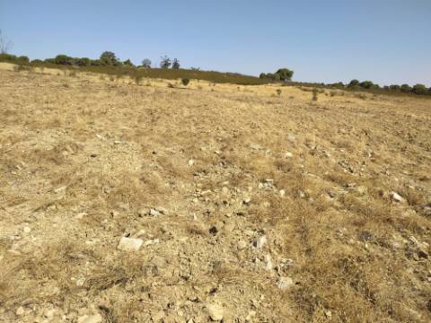 Terreno Rústico com 11.000 m² junto à Aldeia de Martim Longo - Excelente Oportunidade de Investimento