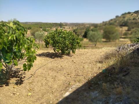 Terreno Rústico Junto à Aldeia, forte Potencial de construção monte dos Castelhanos, Martim Longo