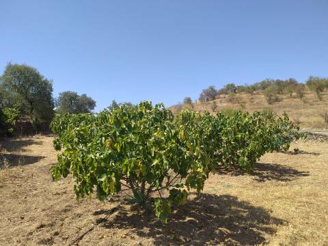 Terreno Rústico Junto à Aldeia, forte Potencial de construção monte dos Castelhanos, Martim Longo