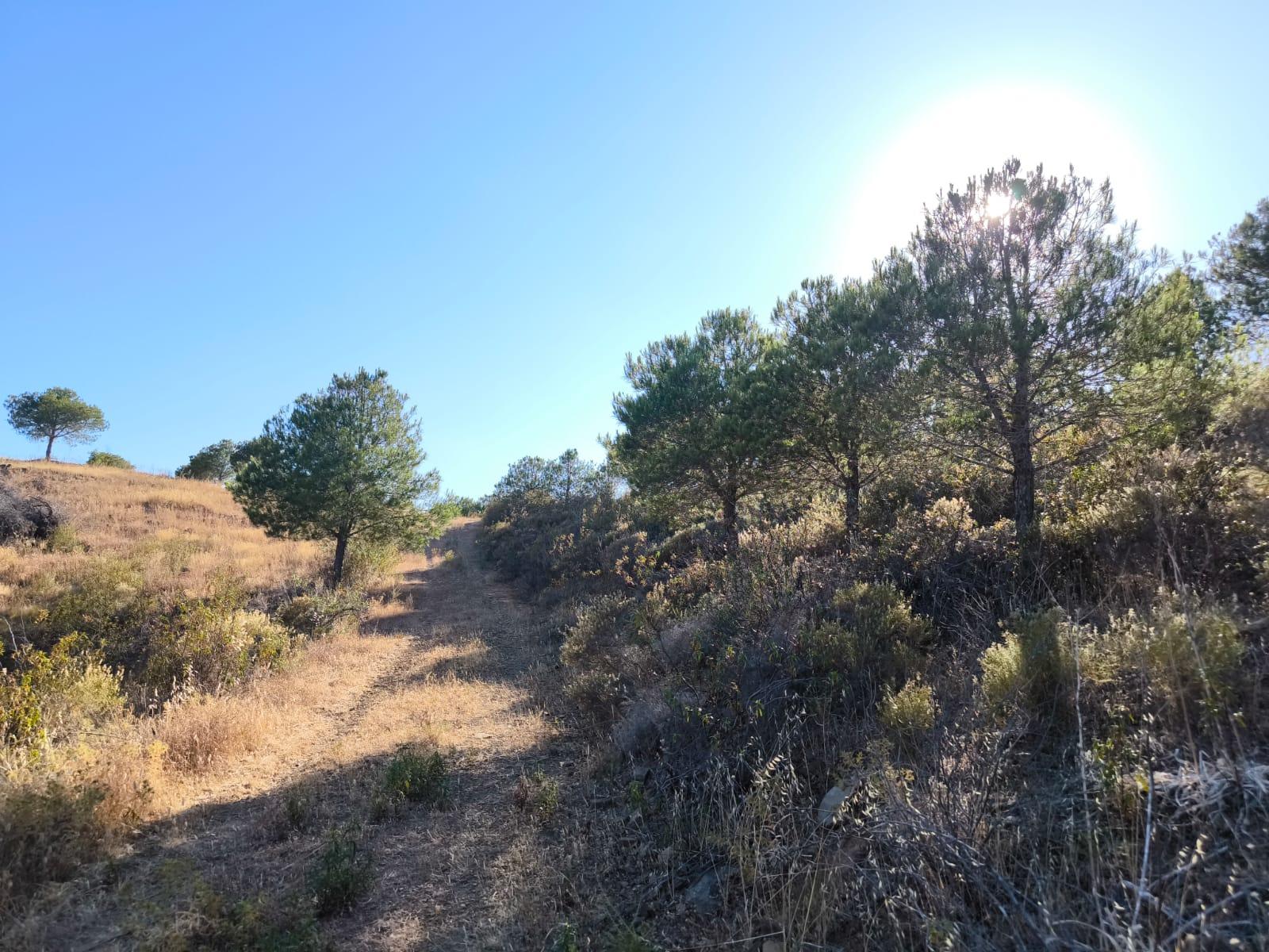 TERRENO COM 73700 M2 - COM LAGO PRÓPRIO - MUITAS ÁRVORES - POSSIBILIDADE DE CONSTRUÇÃO DE HABITAÇÃO E OU TURISMO RURAL - PRÓXIMO AO PIÇARRAL - AZINHAL - CASTRO MARIM - ALGARVE