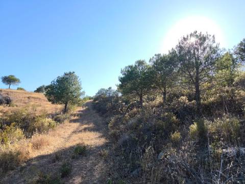 TERRENO COM 73700 M2 - COM LAGO PRÓPRIO - MUITAS ÁRVORES - POSSIBILIDADE DE CONSTRUÇÃO DE HABITAÇÃO E OU TURISMO RURAL - PRÓXIMO AO PIÇARRAL - AZINHAL - CASTRO MARIM - ALGARVE