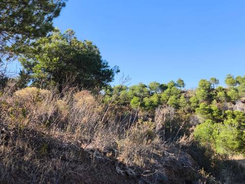 TERRENO COM 73700 M2 - COM LAGO PRÓPRIO - MUITAS ÁRVORES - POSSIBILIDADE DE CONSTRUÇÃO DE HABITAÇÃO E OU TURISMO RURAL - PRÓXIMO AO PIÇARRAL - AZINHAL - CASTRO MARIM - ALGARVE