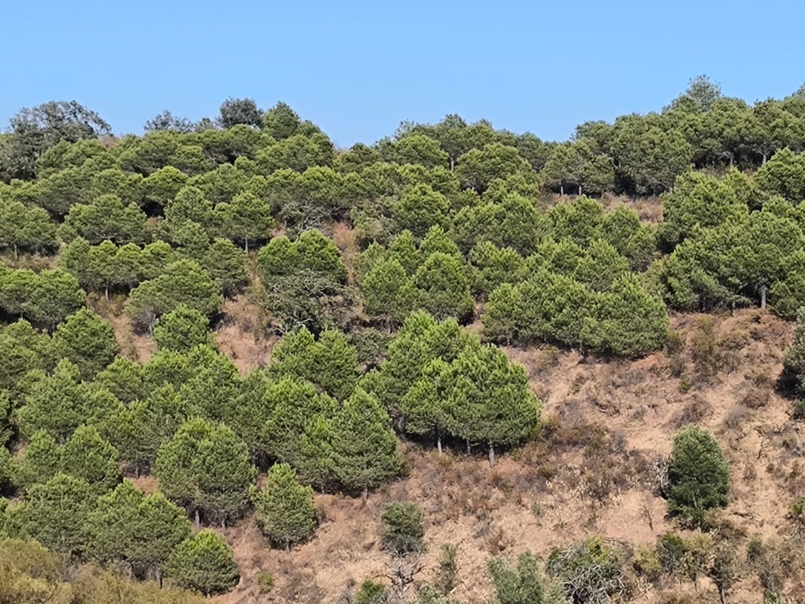 TERRENO COM 73700 M2 - COM LAGO PRÓPRIO - MUITAS ÁRVORES - POSSIBILIDADE DE CONSTRUÇÃO DE HABITAÇÃO E OU TURISMO RURAL - PRÓXIMO AO PIÇARRAL - AZINHAL - CASTRO MARIM - ALGARVE