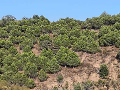 TERRENO COM 73700 M2 - COM LAGO PRÓPRIO - MUITAS ÁRVORES - POSSIBILIDADE DE CONSTRUÇÃO DE HABITAÇÃO E OU TURISMO RURAL - PRÓXIMO AO PIÇARRAL - AZINHAL - CASTRO MARIM - ALGARVE