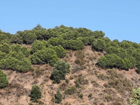 TERRENO COM 73700 M2 - COM LAGO PRÓPRIO - MUITAS ÁRVORES - POSSIBILIDADE DE CONSTRUÇÃO DE HABITAÇÃO E OU TURISMO RURAL - PRÓXIMO AO PIÇARRAL - AZINHAL - CASTRO MARIM - ALGARVE