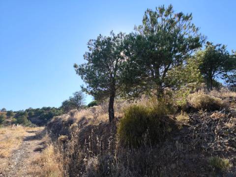 TERRENO COM 73700 M2 - COM LAGO PRÓPRIO - MUITAS ÁRVORES - POSSIBILIDADE DE CONSTRUÇÃO DE HABITAÇÃO E OU TURISMO RURAL - PRÓXIMO AO PIÇARRAL - AZINHAL - CASTRO MARIM - ALGARVE