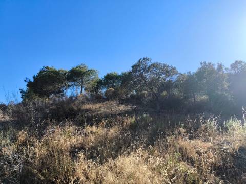 TERRENO COM 73700 M2 - COM LAGO PRÓPRIO - MUITAS ÁRVORES - POSSIBILIDADE DE CONSTRUÇÃO DE HABITAÇÃO E OU TURISMO RURAL - PRÓXIMO AO PIÇARRAL - AZINHAL - CASTRO MARIM - ALGARVE