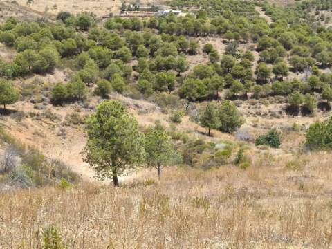 TERRENO COM 73700 M2 - COM LAGO PRÓPRIO - MUITAS ÁRVORES - POSSIBILIDADE DE CONSTRUÇÃO DE HABITAÇÃO E OU TURISMO RURAL - PRÓXIMO AO PIÇARRAL - AZINHAL - CASTRO MARIM - ALGARVE