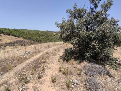 TERRENO COM 73700 M2 - COM LAGO PRÓPRIO - MUITAS ÁRVORES - POSSIBILIDADE DE CONSTRUÇÃO DE HABITAÇÃO E OU TURISMO RURAL - PRÓXIMO AO PIÇARRAL - AZINHAL - CASTRO MARIM - ALGARVE