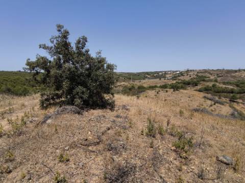 TERRENO COM 73700 M2 - COM LAGO PRÓPRIO - MUITAS ÁRVORES - POSSIBILIDADE DE CONSTRUÇÃO DE HABITAÇÃO E OU TURISMO RURAL - PRÓXIMO AO PIÇARRAL - AZINHAL - CASTRO MARIM - ALGARVE