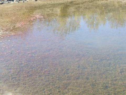 TERRENO COM 74.680 M2 - COM LAGO - POSSIBILIDADE DE CONSTRUÇÃO - TURISMO E HABITAÇÃO - PRÓXIMO A ALCARIA QUEIMADA - MONTE DAS PREGUIÇAS EM VAQUEIROS - ALCOUTIM
