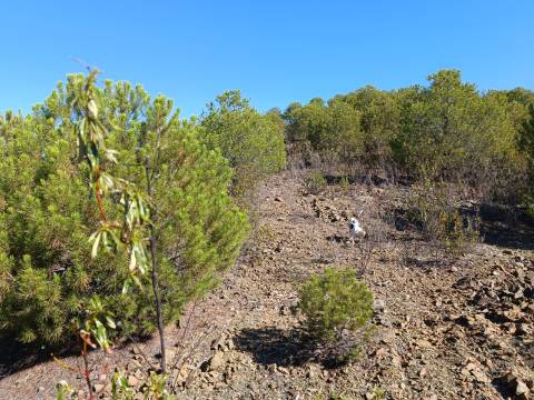 TERRENO COM 137.480 M2 - POSSIBILIDADE DE CONSTRUÇÃO RESIDENCIAL E TURISMO EM GALAXES - VAQUEIROS - ALCOUTIM
