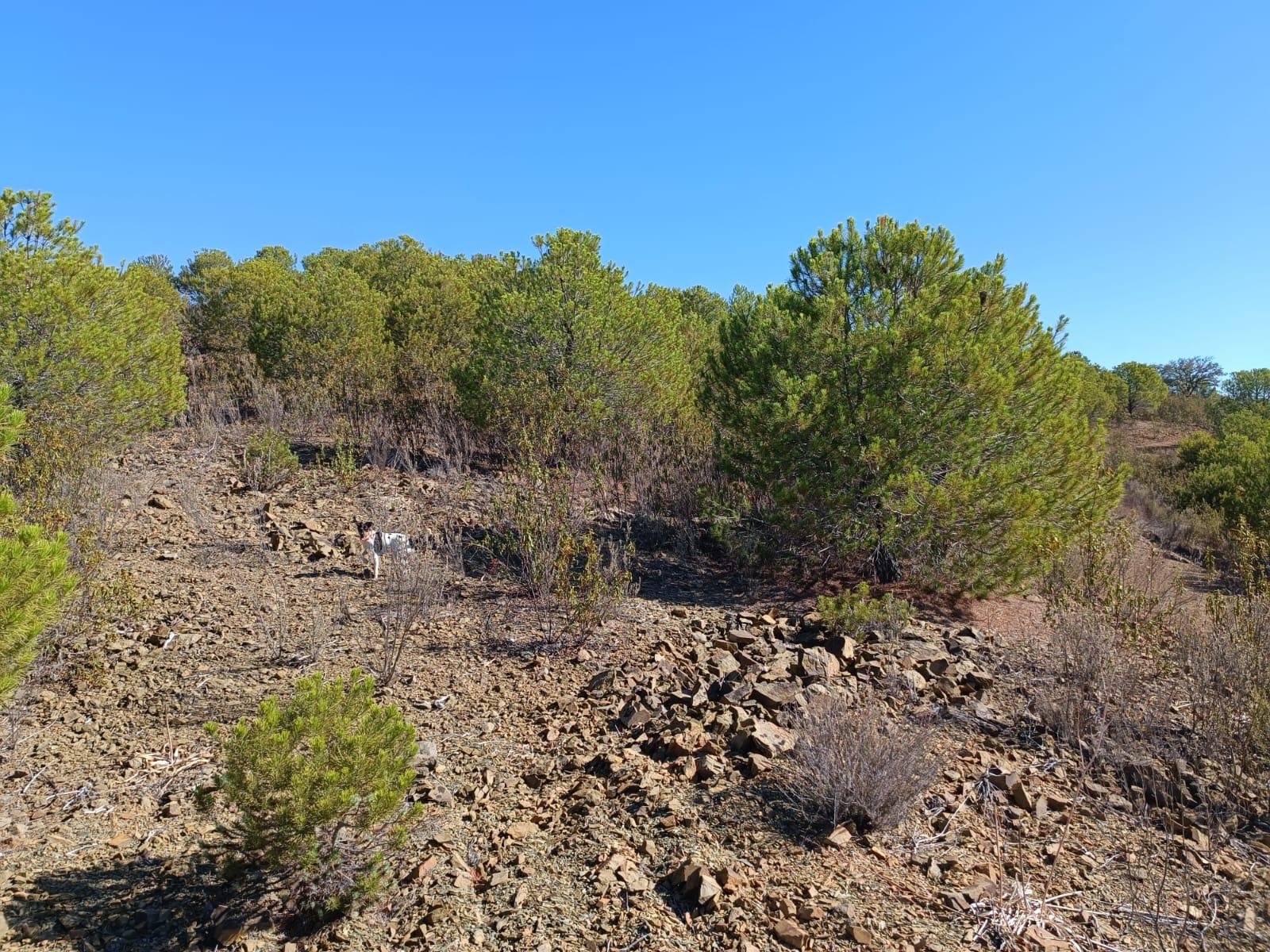 TERRENO COM 137.480 M2 - POSSIBILIDADE DE CONSTRUÇÃO RESIDENCIAL E TURISMO EM GALAXES - VAQUEIROS - ALCOUTIM