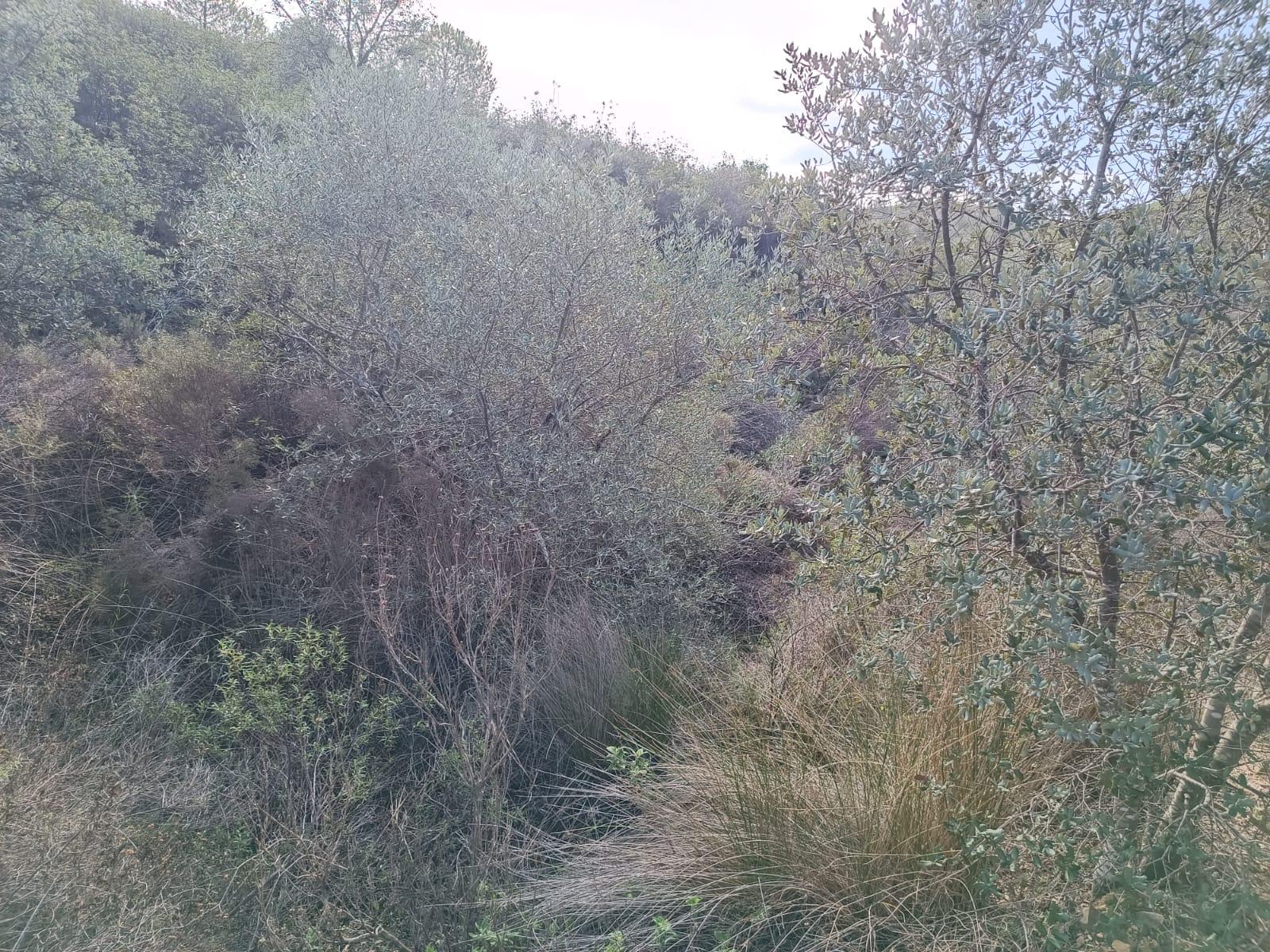 TERRENO COM 12.9 HECTARES - POSSIBILIDADE DE CONSTRUÇÃO - TURISMO - MORADIA - PALMEIRA - ALCOUTIM - ALGARVE