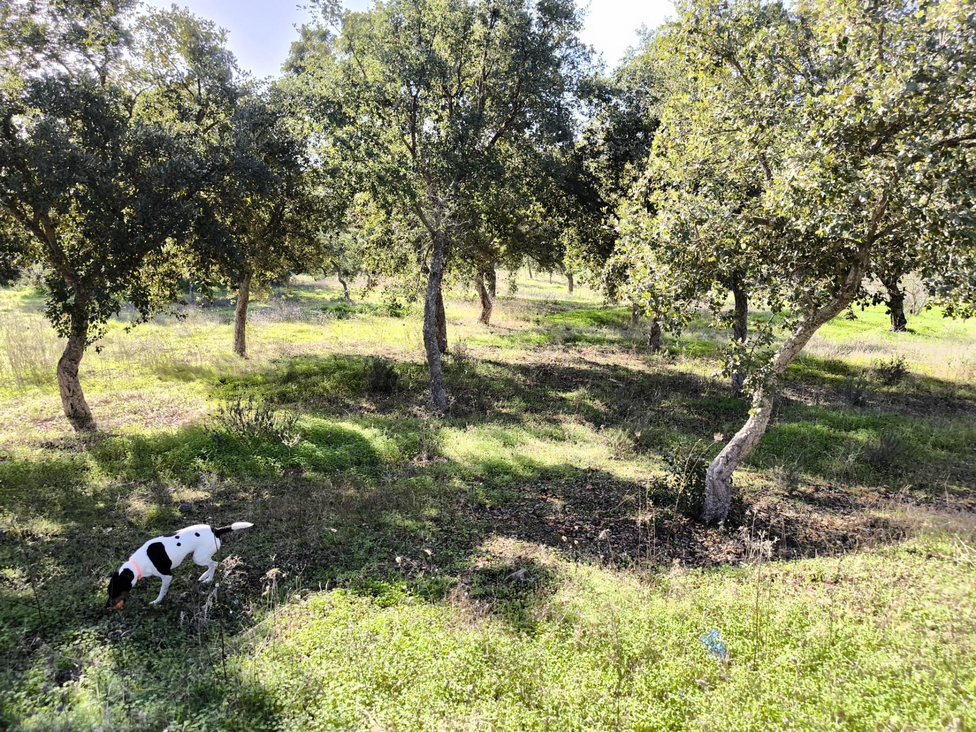 TERRENO RUSTICO COM 3080 M2 - PLANO COM MUITOS SOBREIROS - ASFALTO - PROXIMO AO VALE DO PEREIRO EM ODELEITE - CASTRO MARIM - ALGARVE