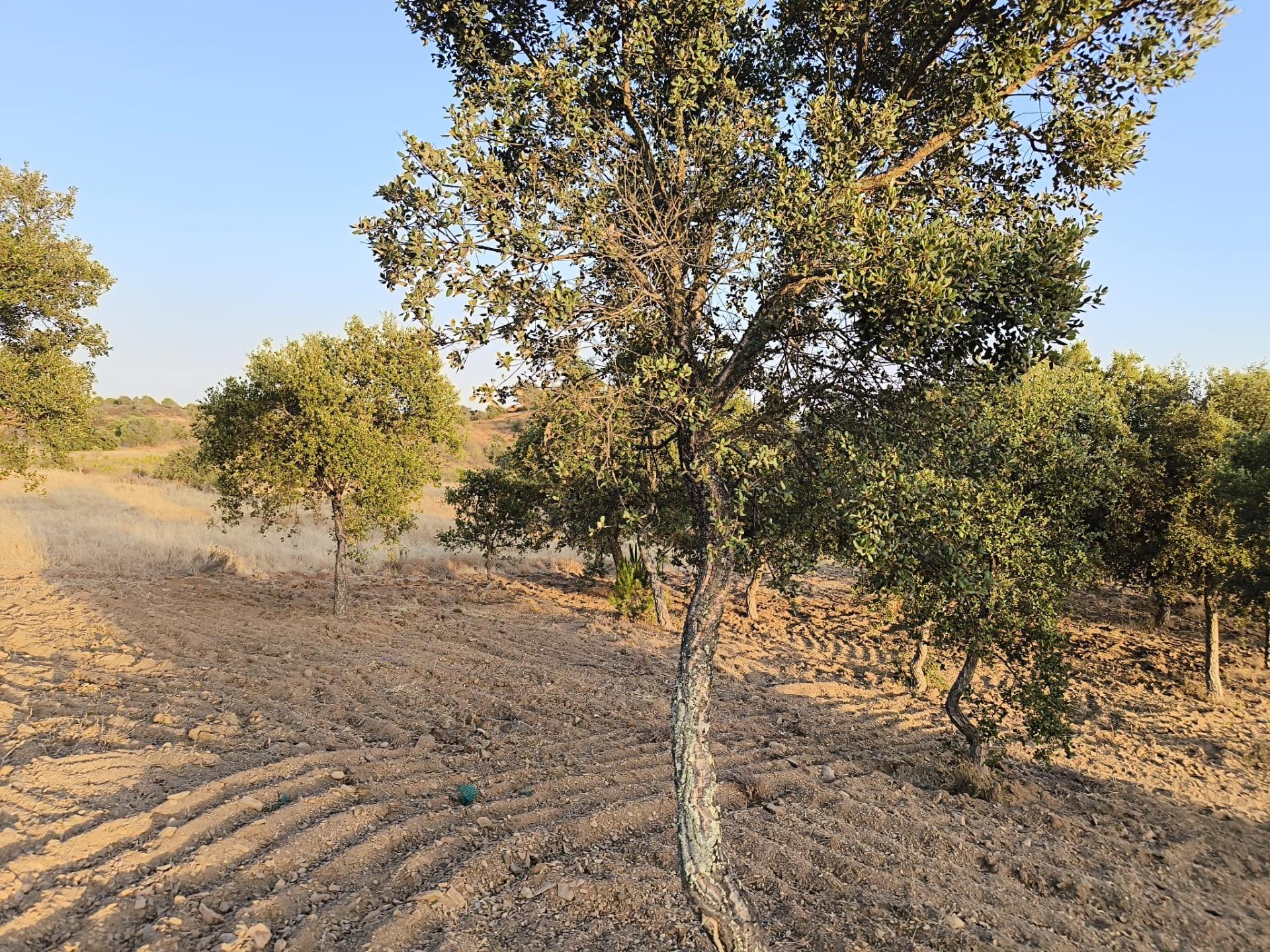 TERRENO RUSTICO COM 3080 M2 - PLANO COM MUITOS SOBREIROS - ASFALTO - PROXIMO AO VALE DO PEREIRO EM ODELEITE - CASTRO MARIM - ALGARVE