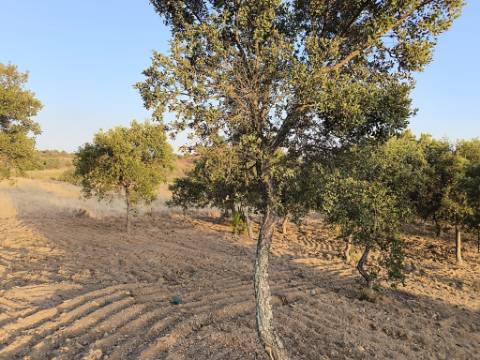 TERRENO RUSTICO COM 3080 M2 - PLANO COM MUITOS SOBREIROS - ASFALTO - PROXIMO AO VALE DO PEREIRO EM ODELEITE - CASTRO MARIM - ALGARVE