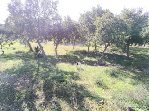 TERRENO RUSTICO COM 3080 M2 - PLANO COM MUITOS SOBREIROS - ASFALTO - PROXIMO AO VALE DO PEREIRO EM ODELEITE - CASTRO MARIM - ALGARVE