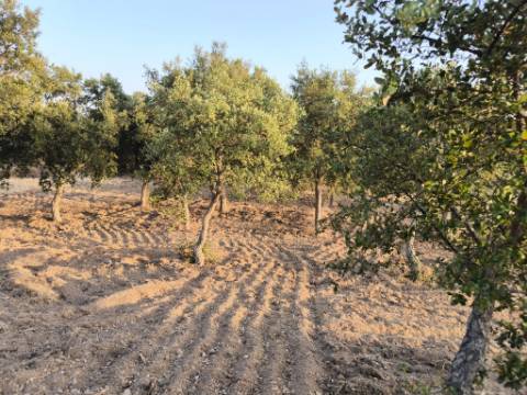 TERRENO RUSTICO COM 3080 M2 - PLANO COM MUITOS SOBREIROS - ASFALTO - PROXIMO AO VALE DO PEREIRO EM ODELEITE - CASTRO MARIM - ALGARVE
