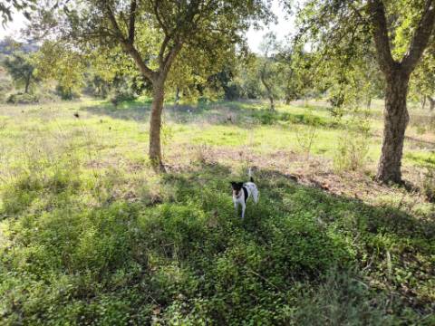 TERRENO RUSTICO COM 3080 M2 - PLANO COM MUITOS SOBREIROS - ASFALTO - PROXIMO AO VALE DO PEREIRO EM ODELEITE - CASTRO MARIM - ALGARVE