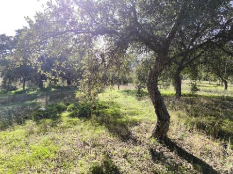 TERRENO RUSTICO COM 3080 M2 - PLANO COM MUITOS SOBREIROS - ASFALTO - PROXIMO AO VALE DO PEREIRO EM ODELEITE - CASTRO MARIM - ALGARVE